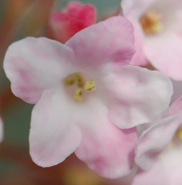 Viburnum × Bodnantense 'Charles Lamont' 3 Viburnum × Bodnantense 'Charles Lamont' - Image 3