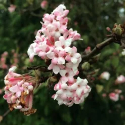 Viburnum × Bodnantense 'Dawn' -Deals Green4Ever Store pl0000004489 card4 lg