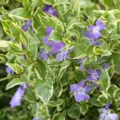 Vinca Major 'Variegata' -Deals Green4Ever Store pl0000004506 card3 lg scaled