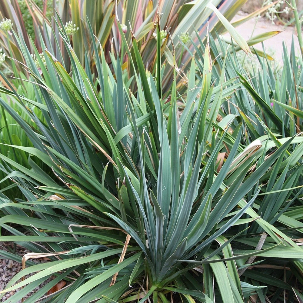 Yucca Filamentosa 2 Yucca Filamentosa - Image 2