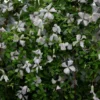 Clematis 'Alba Luxurians'