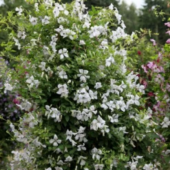 Clematis 'Alba Luxurians' -Deals Green4Ever Store pl0000007066 card3 lg