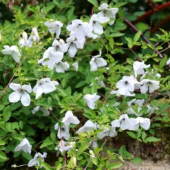 Clematis 'Alba Luxurians' -Deals Green4Ever Store pl0000007066 card4 lg