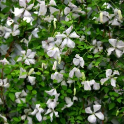 Clematis 'Alba Luxurians' -Deals Green4Ever Store pl0000007066 card5 lg