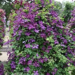 Clematis 'Polish Spirit' -Deals Green4Ever Store pl0000007068 card4 lg