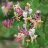 Lonicera × Americana