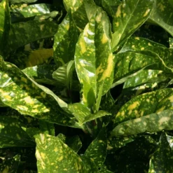 Aucuba Japonica 'Crotonifolia'
