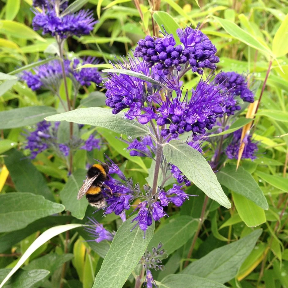 Caryopteris × Clandonensis 'Dark Knight' 1 Caryopteris × Clandonensis 'Dark Knight'