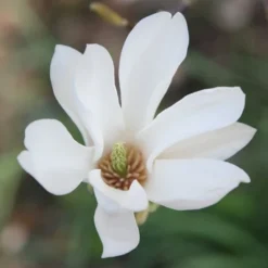 Magnolia × Soulangeana 'Alba Superba' -Deals Green4Ever Store pl0000007929 card4 lg