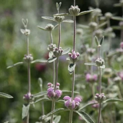 Phlomis Italica -Deals Green4Ever Store pl0000007961 card2 lg