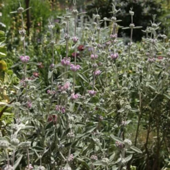 Phlomis Italica -Deals Green4Ever Store pl0000007961 card3 lg