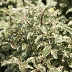 Pittosporum Tenuifolium 'Variegatum' -Deals Green4Ever Store pl0000007975 card3 lg