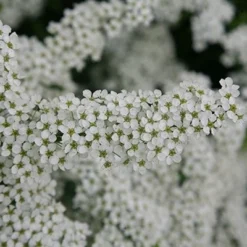 Deals Green4Ever Store -Deals Green4Ever Store pl0000008041 card3 lg