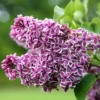 Syringa Vulgaris 'Sensation'