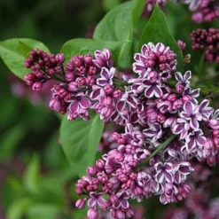 Syringa Vulgaris 'Sensation' -Deals Green4Ever Store pl0000008055 card3 lg