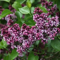 Syringa Vulgaris 'Sensation' -Deals Green4Ever Store pl0000008055 card4 lg