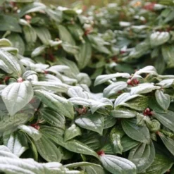 Viburnum Davidii -Deals Green4Ever Store pl0000008067 card4 lg