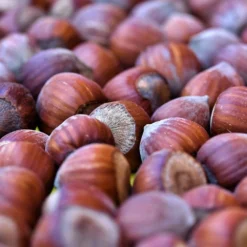 Cobnut 'Cosford Cob' -Deals Green4Ever Store pl0000077624 card2 lg