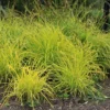 Carex Elata 'Aurea'