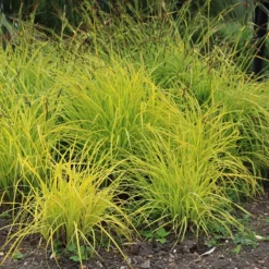 Carex Elata 'Aurea'