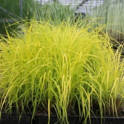 Carex Elata 'Aurea' -Deals Green4Ever Store pl0000077799 card3 lg