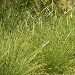Sesleria Autumnalis -Deals Green4Ever Store pl0000077815 card2 lg