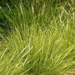 Sesleria Autumnalis -Deals Green4Ever Store pl0000077815 card3 lg