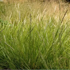 Sesleria Autumnalis -Deals Green4Ever Store pl0000077815 card4 lg