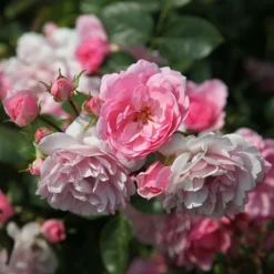 Rosa Bonica ('Meidomonac') (PBR) -Deals Green4Ever Store pl0000077825 card3 lg