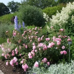 Rosa Bonica ('Meidomonac') (PBR) -Deals Green4Ever Store pl0000077825 card4 lg