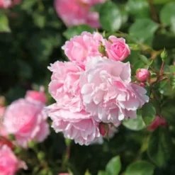 Rosa Bonica ('Meidomonac') (PBR) -Deals Green4Ever Store pl0000077825 card5 lg