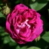 Rosa 'William Lobb'