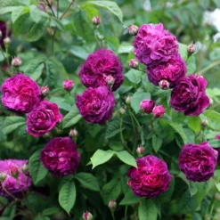Rosa 'Cardinal De Richelieu' -Deals Green4Ever Store pl0000077832 card3 lg