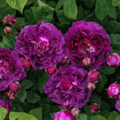 Rosa 'Cardinal De Richelieu' -Deals Green4Ever Store pl0000077832 card5 lg