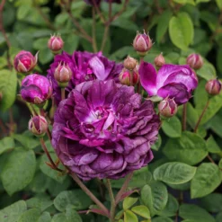 Rosa 'Cardinal De Richelieu' -Deals Green4Ever Store pl0000077832 card7 lg