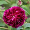 Rosa 'Charles De Mills'