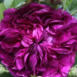 Rosa 'Charles De Mills' -Deals Green4Ever Store pl0000077835 card3 lg