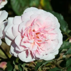 Rosa 'Felicia' -Deals Green4Ever Store pl0000077849 card2 lg