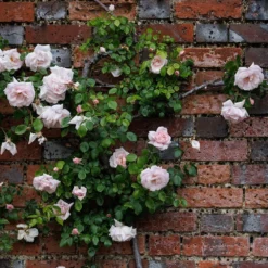 Rosa 'New Dawn' -Deals Green4Ever Store pl0000077913 card3 lg