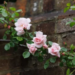 Rosa 'New Dawn' -Deals Green4Ever Store pl0000077913 card4 lg