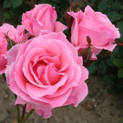 Rosa 'The Queen Elizabeth' -Deals Green4Ever Store pl0000077931 card3 lg