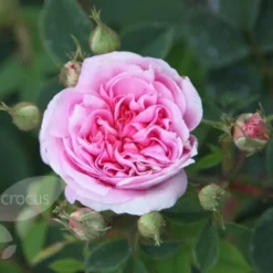 Rosa 'Königin Von Dänemark' -Deals Green4Ever Store pl0000077933 card2 lg