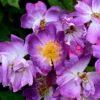 Rosa 'Veilchenblau'