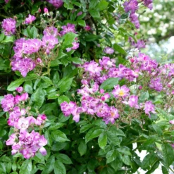 Rosa 'Veilchenblau' -Deals Green4Ever Store pl0000077991 card3 lg