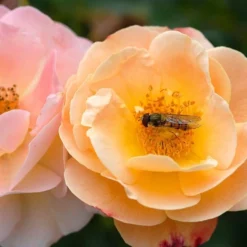 Rosa Flower Carpet Amber ('Noa97400a') (PBR) -Deals Green4Ever Store pl0000077994 card6 lg