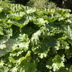 Darmera Peltata -Deals Green4Ever Store pl0000078140 card3 lg