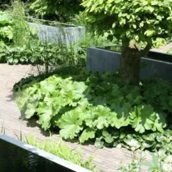 Darmera Peltata -Deals Green4Ever Store pl0000078140 card4 lg