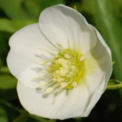 Helleborus × Hybridus Harvington White -Deals Green4Ever Store pl0000078249 card3 lg