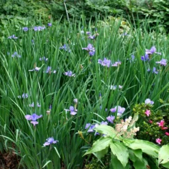 Iris 'Silver Edge' -Deals Green4Ever Store pl0000078299 card2 lg