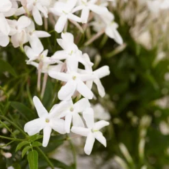 Jasminum Polyanthum -Deals Green4Ever Store pl0000085034 card4 lg
